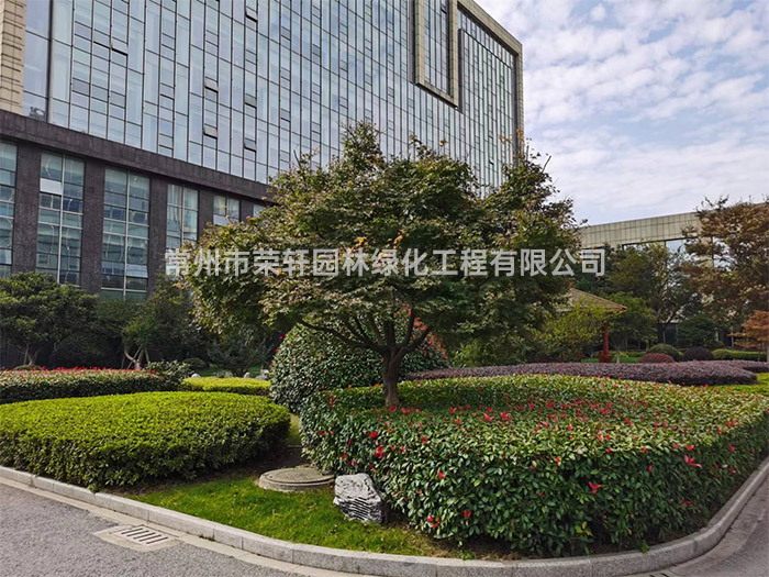 常州新譽集團養護